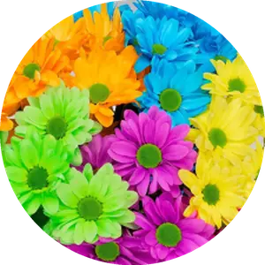 Happy Colors rainbow flowers